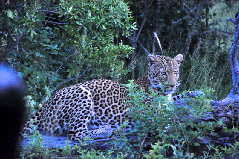 Melanie Heinrich - travel images - Lion Sands Private game reserver Hazyview